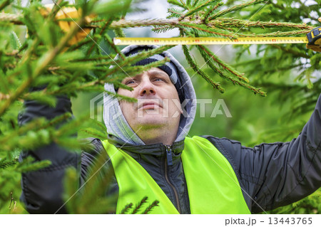 Man with tape measure near the spruce branch in forest  13443765