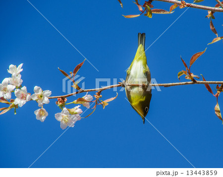 メジロと桜 13443859
