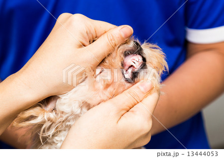 A vet examining the teeth and gums of a puppy 13444053