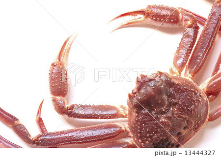 蟹 カニ 食べ物 かに 食品 生 素材 海の幸 フレッシュ 本ズワイガニ ズワイガニ 魚介類 の写真素材