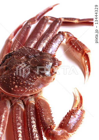 蟹　カニ　食べ物　かに　食品　生　素材　海の幸　フレッシュ　本ズワイガニ　ズワイガニ　魚介類　オオズワイガニ　松葉ガニ　マツバガニ　エチゼンガニ　ヨシガニ　タイザ　タイザガニ　カニビル　越前がに　間人 13444329