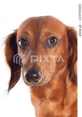 dachshund 13445003