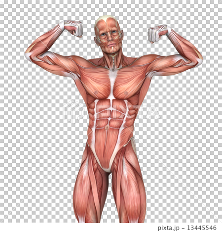 人体模型 13445546