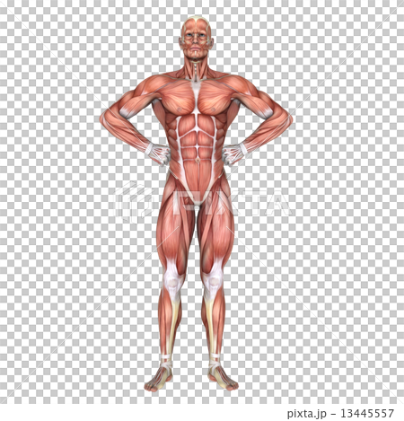 人体模型 13445557