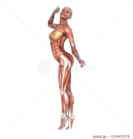人体模型 13445576