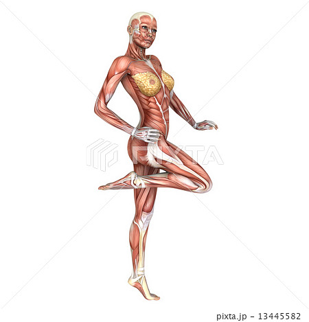人体模型 人体模型 13445582