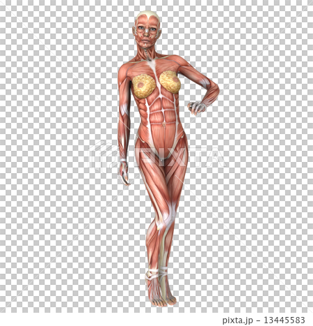Mannequin Mannequin 13445583