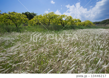 チガヤの綿毛がなびく寺家ふるさと村 チガヤの綿毛がなびく寺家ふるさと村 13446217