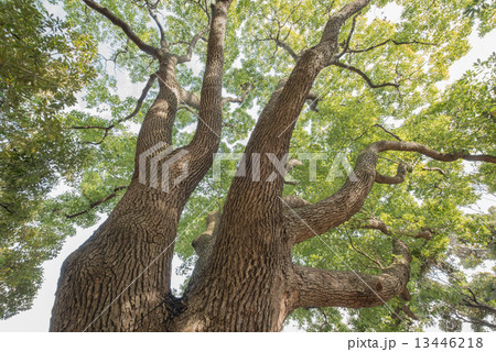 クスノキ 13446218