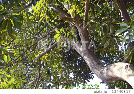 マテバシイ(馬刀葉椎) マテバシイ(馬刀葉椎) 13446317