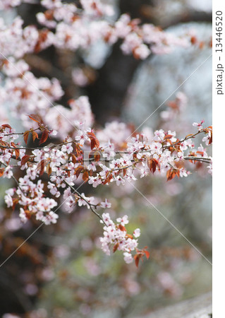 エゾヤマザクラ 13446520