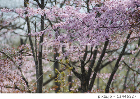 エゾヤマザクラ 13446527