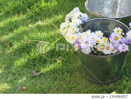 flowers in vase flowers in vase 13446807
