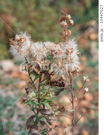prickly plant 13447027