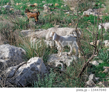 mountain goats mountain goats 13447040