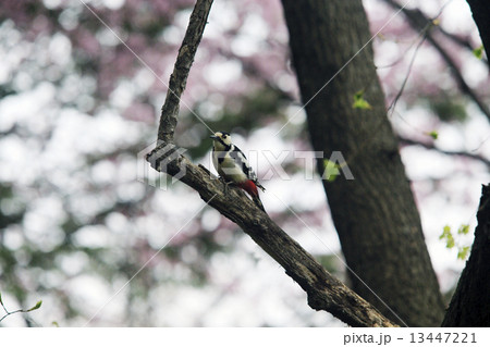 アカゲラ 13447221