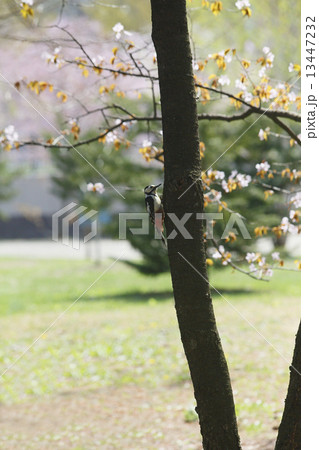 アカゲラ 13447232