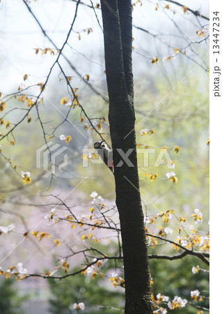 アカゲラ 13447234