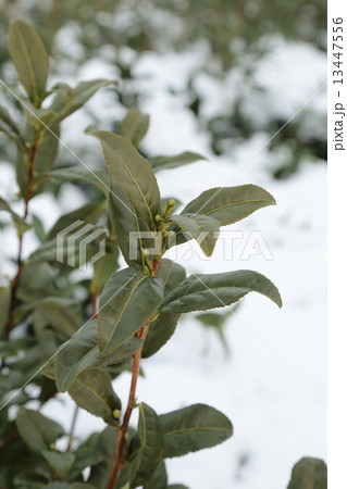 雪の宇治茶の木 13447556