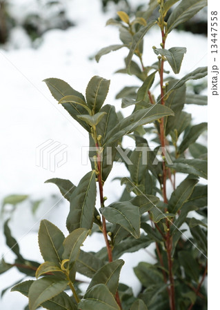 雪の宇治茶の木 13447558