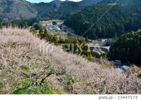 梅咲く山村7 梅咲く山村7 13447573