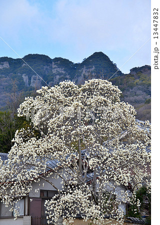 もくれん咲く八栗山（タテ） 13447832