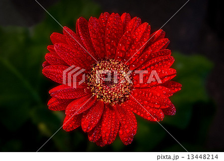 赤いガーベラ　正面 13448214