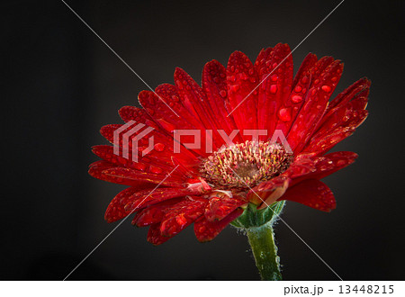 赤いガーベラ 13448215