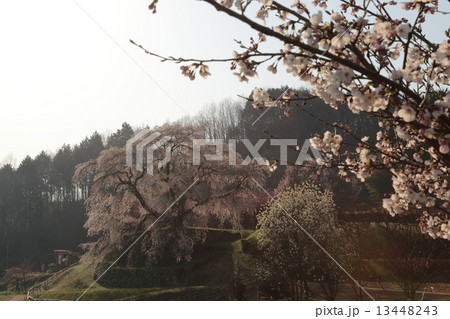 しだれ桜~奈良・又兵衛桜~ しだれ桜~奈良・又兵衛桜~ 13448243