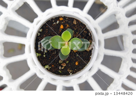 金のなる木 金のなる木 13448420