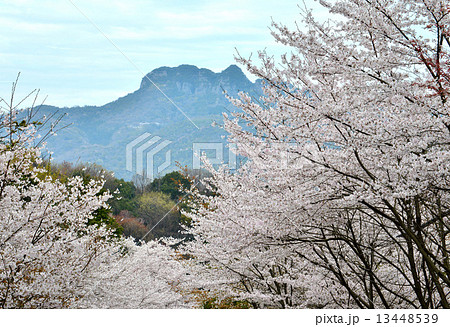 桜と八栗山2 桜と八栗山2 13448539