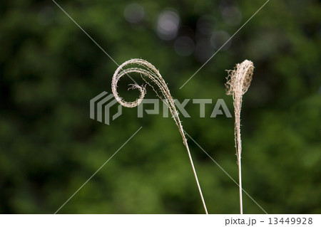 ススキ 13449928