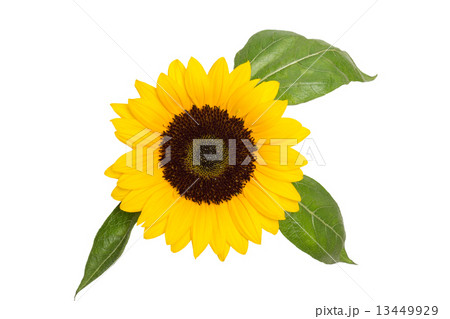 ヒマワリの花 ヒマワリの花 13449929