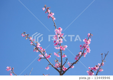 カンヒザクラ 13449946