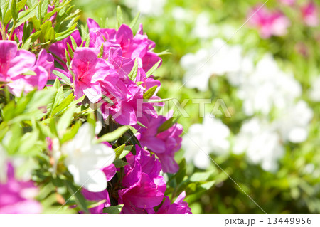 ツツジ ツツジ 13449956
