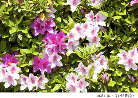 ツツジ 13449957