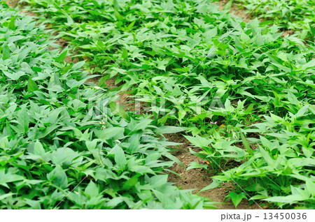 sweet potato crop in growth at vegetable garden 13450036