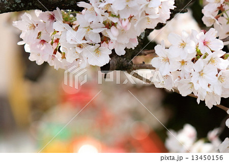 さくら 13450156