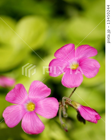 オキザリス（ボーウィ） 13450244