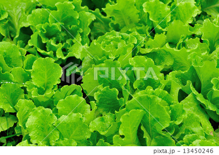 green lettuce crops in growth green lettuce crops in growth 13450246