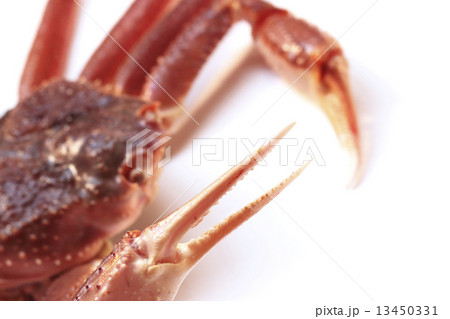 蟹 カニ ハサミ ピース 食べ物 かに 緊張感 食品 生 海の幸 フレッシュ 本ズワイガニ 魚 の写真素材