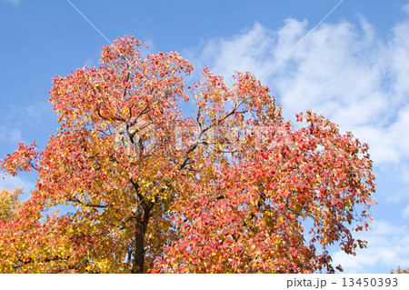 色づいたナンキンハゼ 色づいたナンキンハゼ 13450393