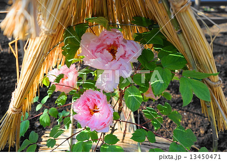 1月花　ボタン・ボタン科108寒ボタン 13450471