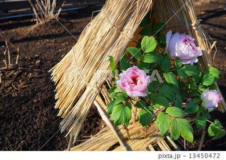 1月花　ボタン・ボタン科109寒ボタン 13450472