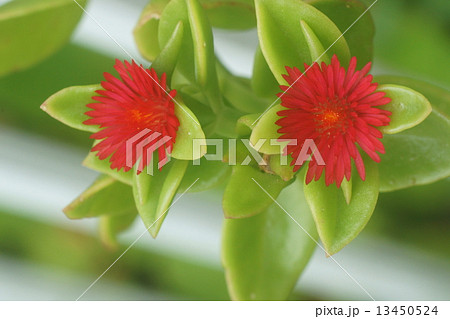 アプテニア 13450524