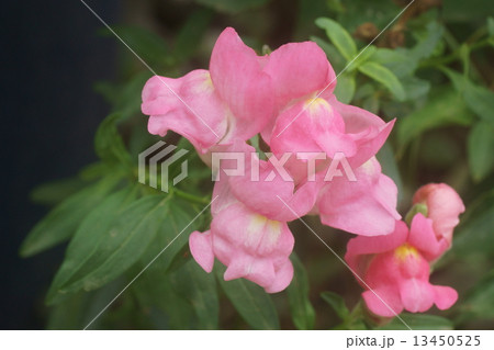 キンギョソウ 13450525