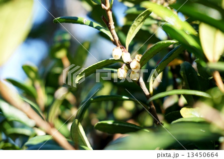 ハマヒサカキの花 13450664
