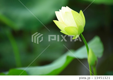 white lotus blooming in pond  13451321