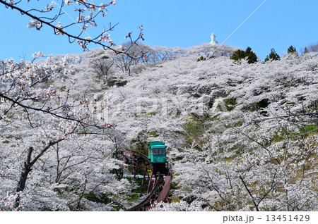 船岡城址公園の桜 13451429