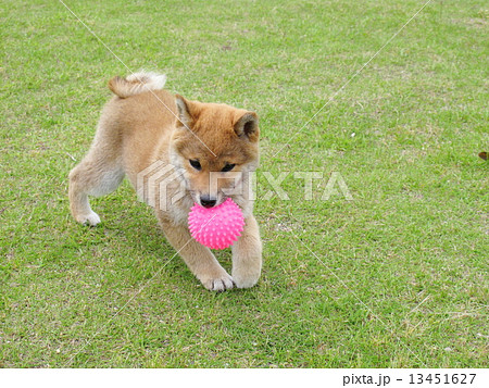 ボール遊びをする柴犬の写真素材